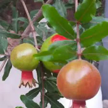 Top Pomegranate Plant